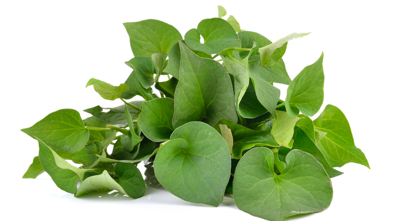 Uống lá cây gì tốt cho phổi? Những điều cần lưu ý 4