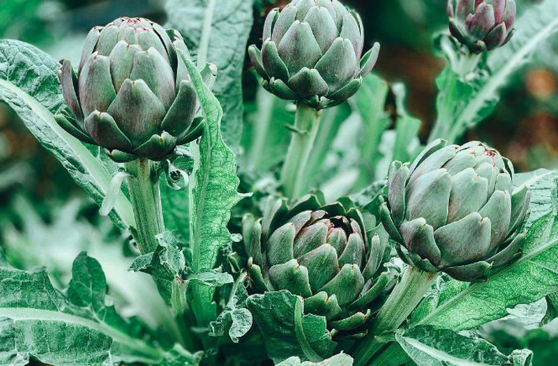 Thắc mắc: Uống lá cây gì tốt cho gan? 3