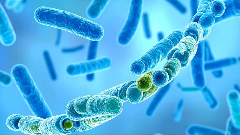 Thời điểm uống men vi sinh hiệu quả tùy thuộc vào từng chủng lợi khuẩn