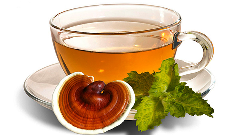 Nấm lim xanh là dược liệu quý hiếm được sử dụng trong các bài thuốc Đông y