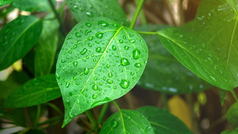 Uống nhiều dây thìa canh có tốt không?