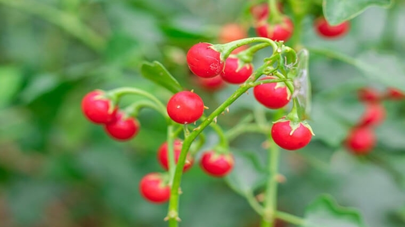 Uống nhiều nước cây cà gai leo có tốt không