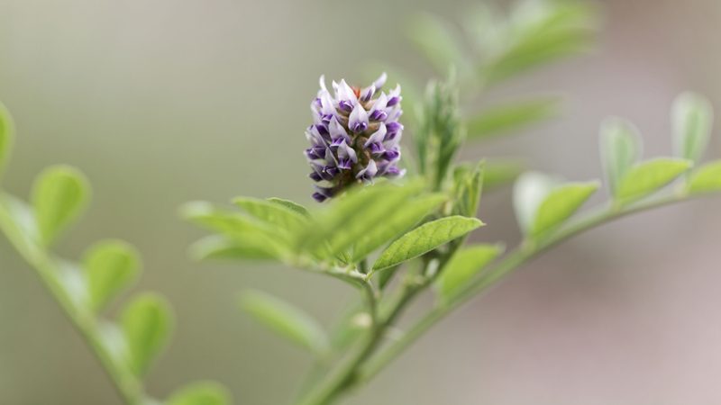 Uống nước cam thảo có tác dụng gì? Cần lưu ý gì? 2