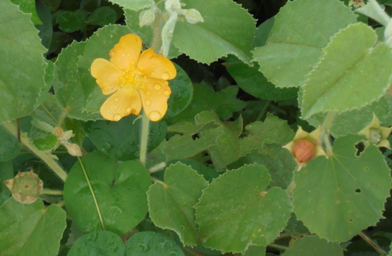 Uống nước cây cối xay có tác dụng gì? Một số bài thuốc từ cây cối xay 1