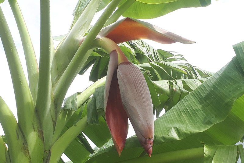 Uống nước chuối hột có tác dụng gì? Những bài thuốc quý từ cây chuối hột bạn nên biết 2