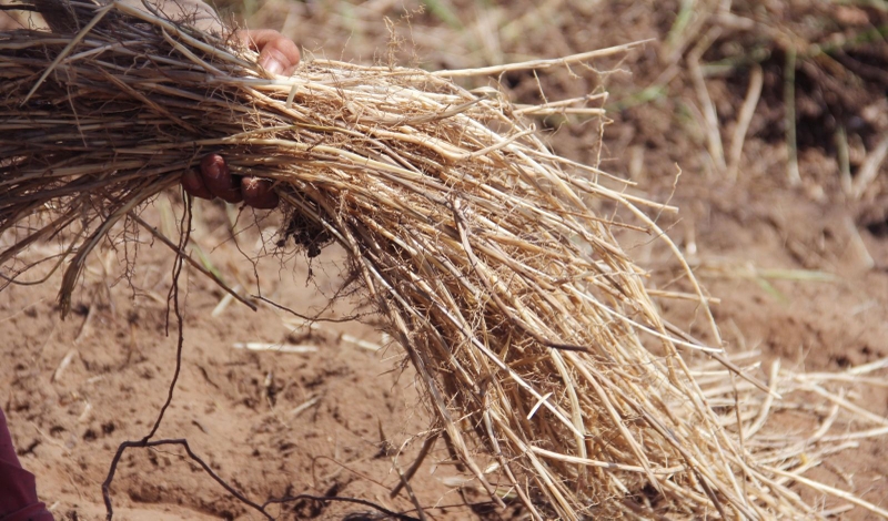 uống nước đậu đen có tốt cho thận không 6