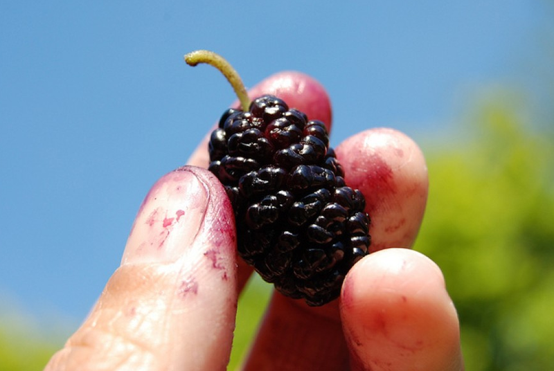 Uống nước dâu tằm lúc nào là tốt nhất cho sức khỏe và làm đẹp? 1