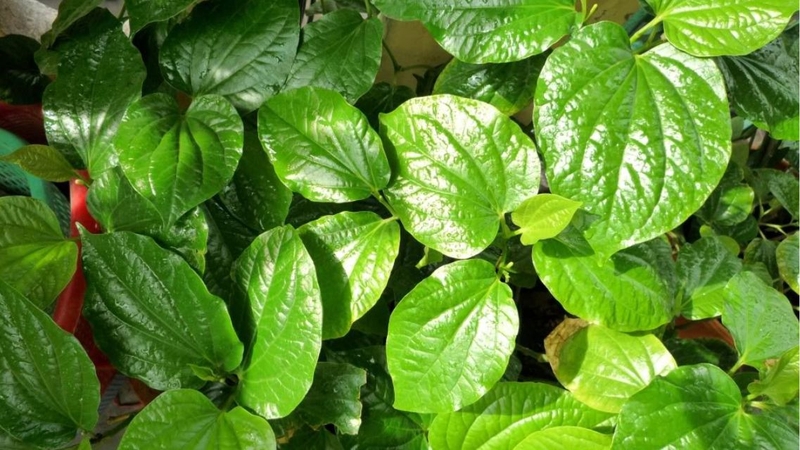 Nước lá lốt gừng nghệ nên được chế biến từ nguyên liệu sạch để bảo đảm an toàn vệ sinh thực phẩm