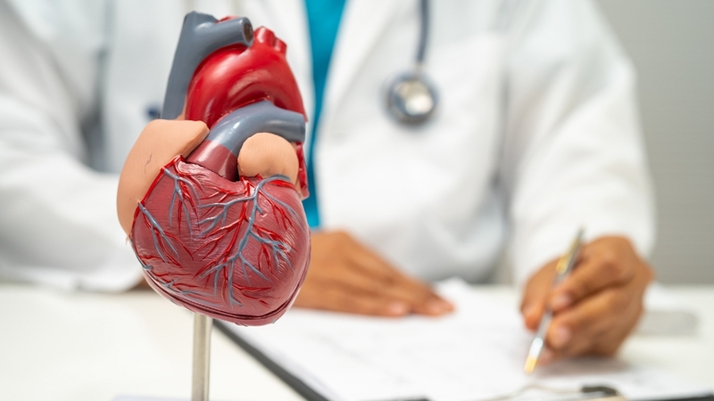 Flavonoid trong hoa hòe hỗ trợ tuần hoàn máu và giúp bảo vệ sức khỏe tim mạch