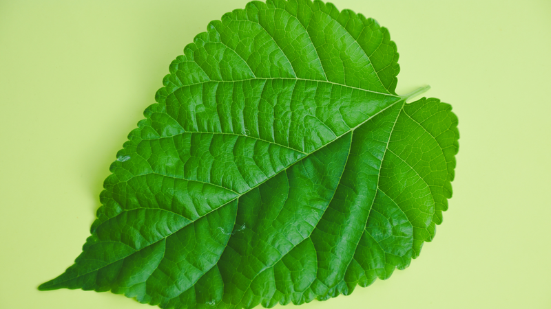 Uống nước lá dâu tằm tươi có tốt không? 1