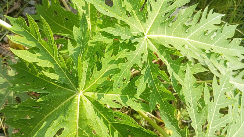 Lá đu đủ không chỉ cung cấp nhiều dưỡng chất mà còn hỗ trợ phòng ngừa bệnh