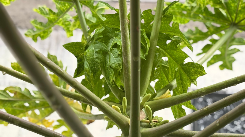 Uống nước lá đu đủ có tác dụng gì? Sự thật hiếm ai biết