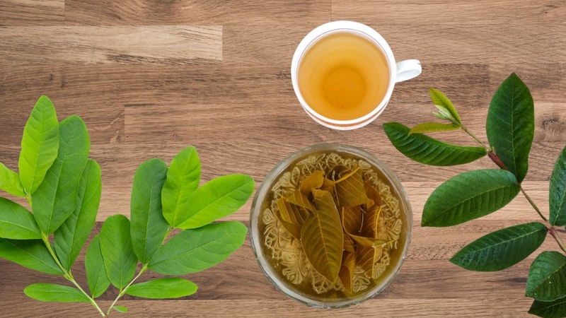 Lá ổi chứa nhiều hợp chất chống oxy hóa có thể hỗ trợ quá trình chuyển hóa trong cơ thể