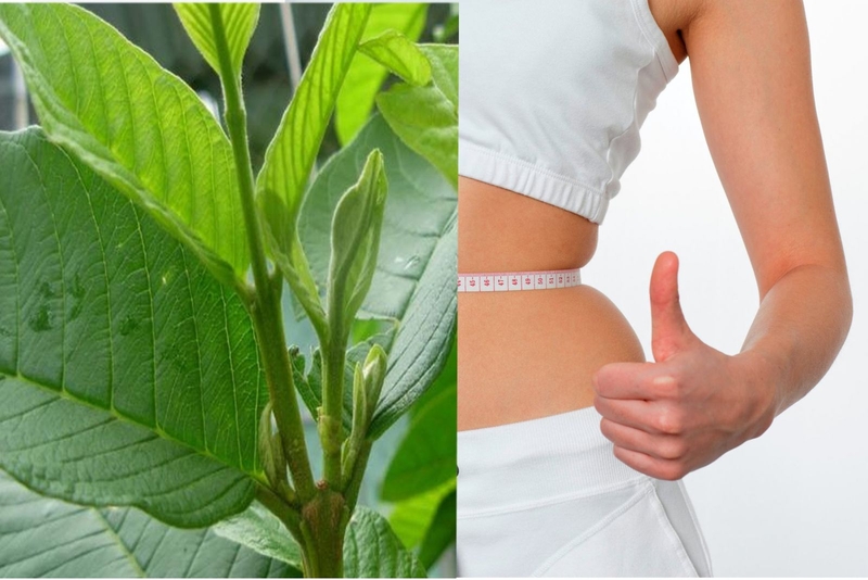 Phương pháp giảm cân bằng lá ổi được nhiều chị em lựa chọn do mang lại hiệu quả cao