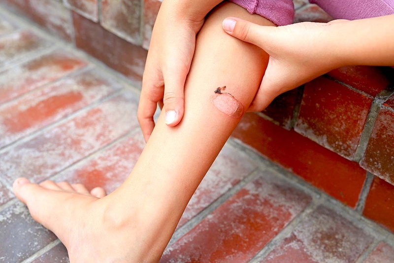 Uống nước lá xoài có tác dụng gì? 4