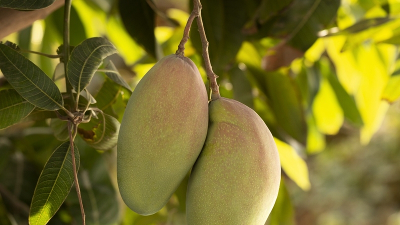 uong-nuoc-la-xoai-giam-can-duoc-khong-1