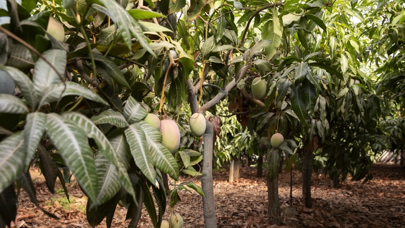 uong-nuoc-la-xoai-giam-can-duoc-khong-2