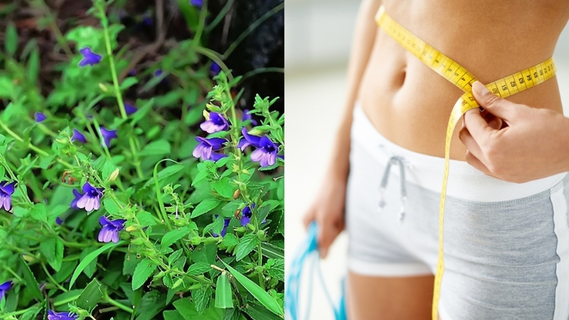 Uống nước nhân trần có giảm cân không? Một số lưu ý khi sử dụng nhân trần 0