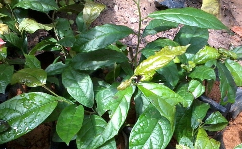 Trong y học cổ truyền, xạ&nbsp;đen đặc biệt có lợi cho sức khỏe