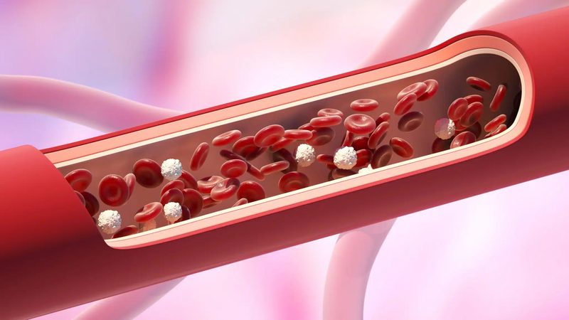 Omega-3 hỗ trợ cân bằng cholesterol, giảm nguy cơ rối loạn mỡ máu ảnh hưởng đến chức năng thận