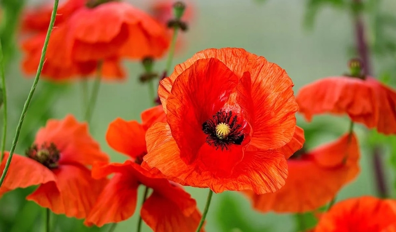 Uống rượu ngâm hoa anh túc có tốt không? Có nên dùng không? 1