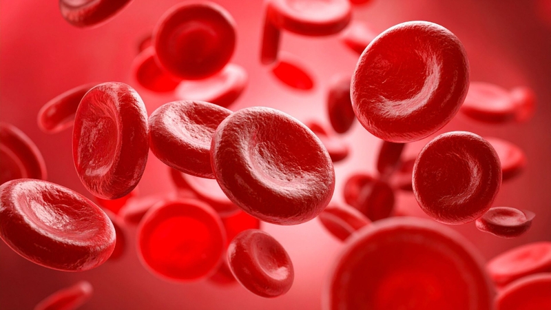 Sắt là thành phần cần thiết để tạo hemoglobin trong hồng cầu, giúp vận chuyển oxy đến các mô trong cơ thể