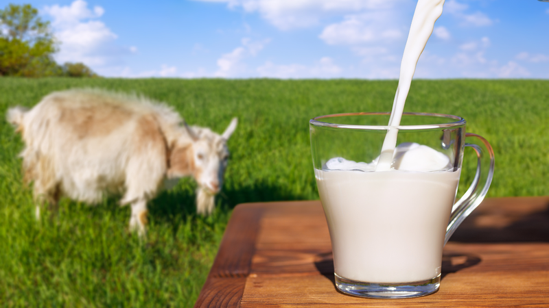 Uống sữa dê có tốt không?