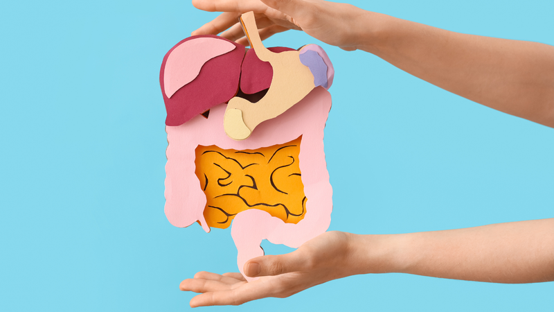 Dễ tiêu hóa, ít gây đầy bụng