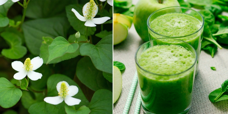 Uống trà diếp cá và những lợi ích ai cũng nên biết 1