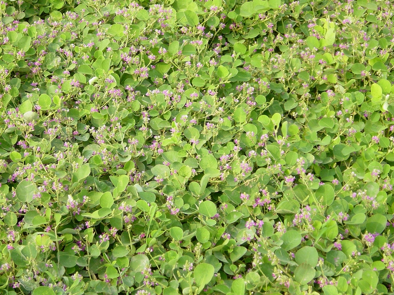 Ưu điểm của phương pháp điều trị sỏi mật Đông y