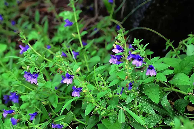 Ưu điểm của phương pháp điều trị sỏi mật Đông y