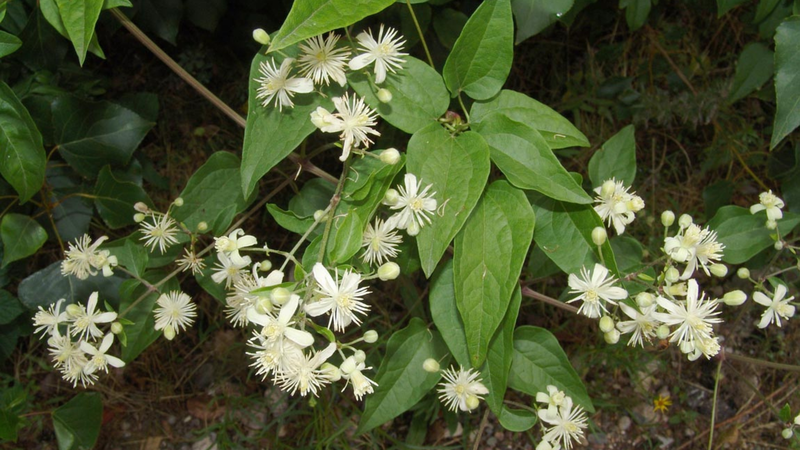 Uy linh tiên - vị thuốc quý cho người bệnh xương khớp 1