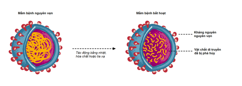 Vaccine bất hoạt bảo vệ cơ thể như thế nào?1