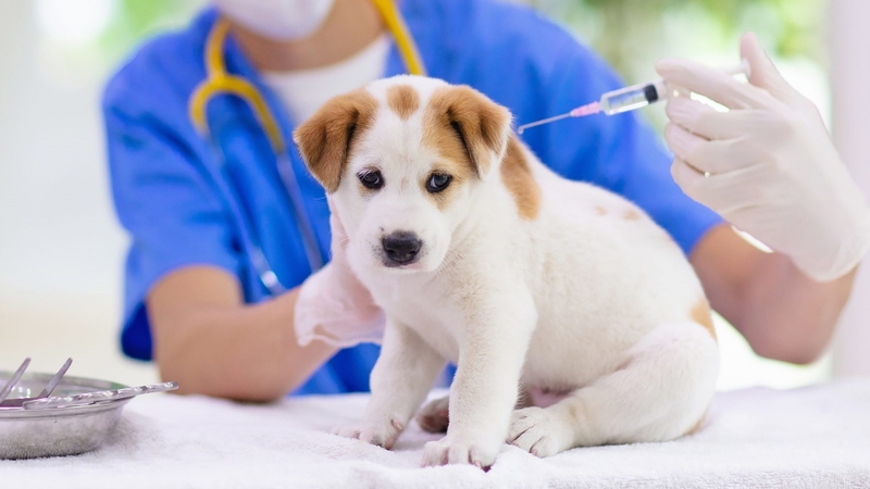 Vắc xin phòng dại tiêm khi nào sau khi bị chó cắn là thích hợp? 4