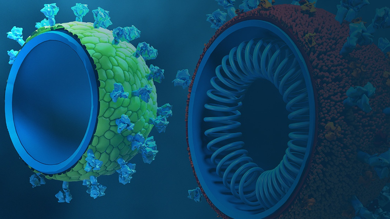 Vắc-xin VLP là gì? Lợi ích của việc phát triển vắc-xin VLP 1