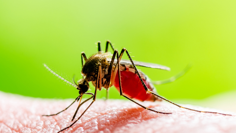 vaccine-sot-xuat-huyet-co-can-tiem-nhac-lai-khong 3