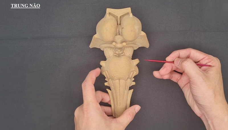 Vài nét về giải phẫu não bộ và triệu chứng bệnh lý về não 2