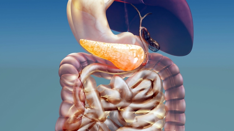 Vai trò của enzym và nguồn bổ sung enzym tiêu hóa từ thực phẩm