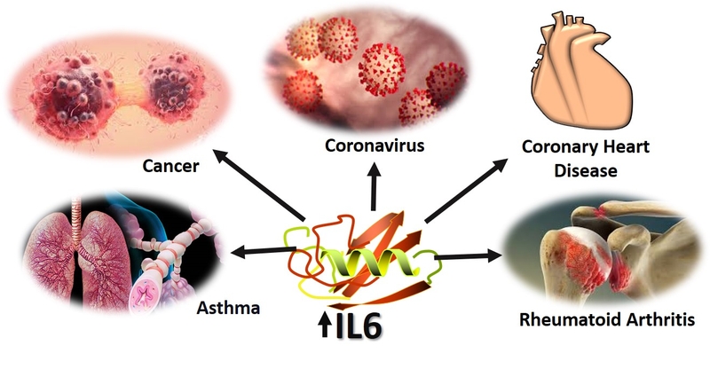 Vai trò của interleukin 6 trong các phản ứng gây viêm-3