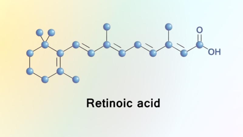Axit retinoic được hình thành từ retinol qua hai phản ứng enzym kế tiếp