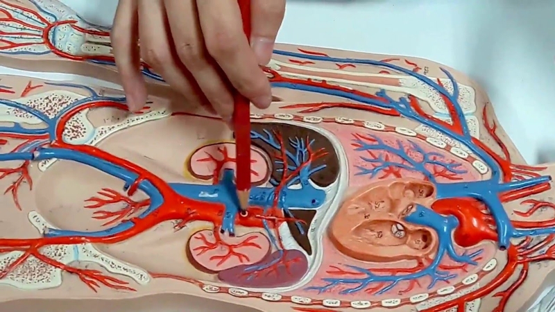 Van tĩnh mạch là gì? Triệu chứng cảnh báo van tĩnh mạch bị hỏng 2