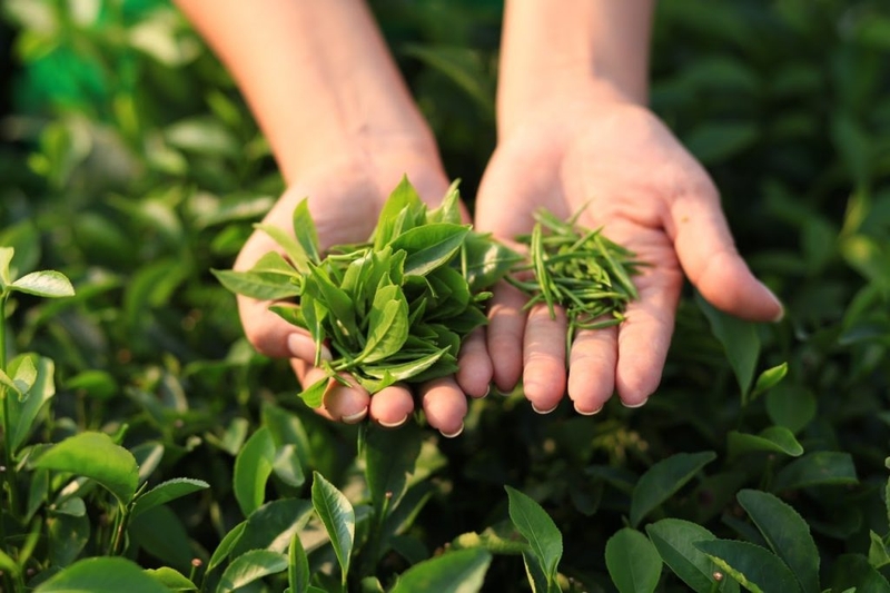 Vảy nến da đầu là gì? Bệnh vảy nến da đầu có chữa được không? 3