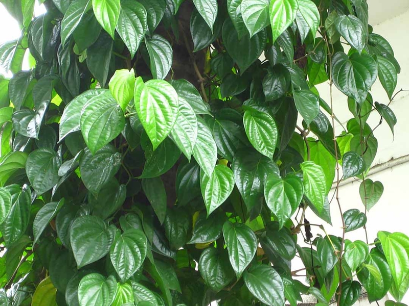 Có nên vẽ lông mày bằng lá trầu cho trẻ sơ sinh không?-1