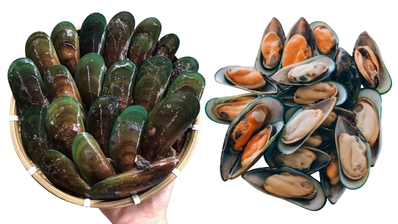 Vẹm xanh thường sống bám vào đá, rạn san hô hoặc thân cây cọc