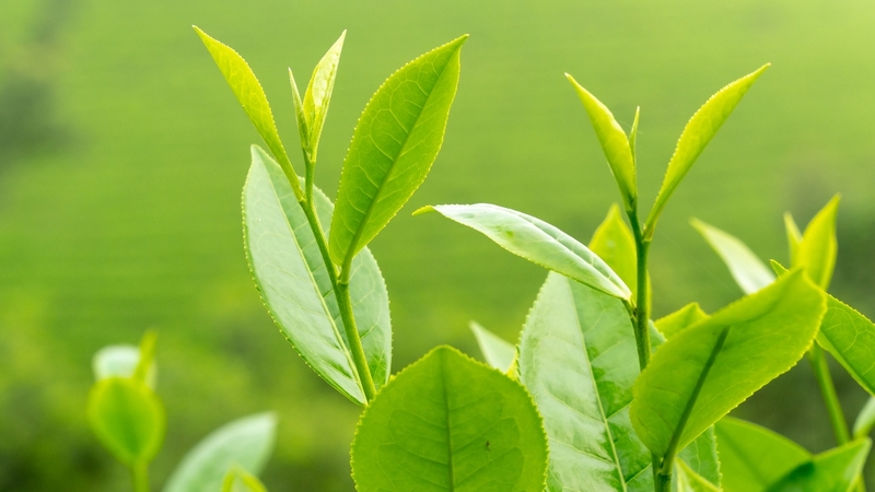 Vị đắng và chát trong thực phẩm mang đến nhiều lợi ích sức khỏe