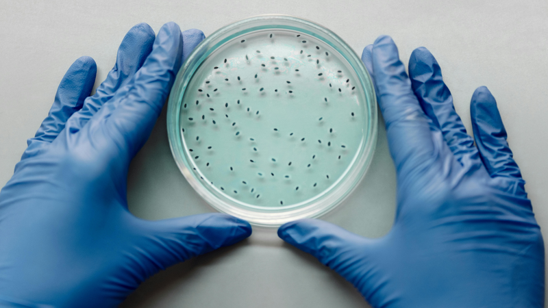 Các nhà khoa học đã phát triển ra phương pháp sử dụng vi khuẩn để ăn khối u ung thư