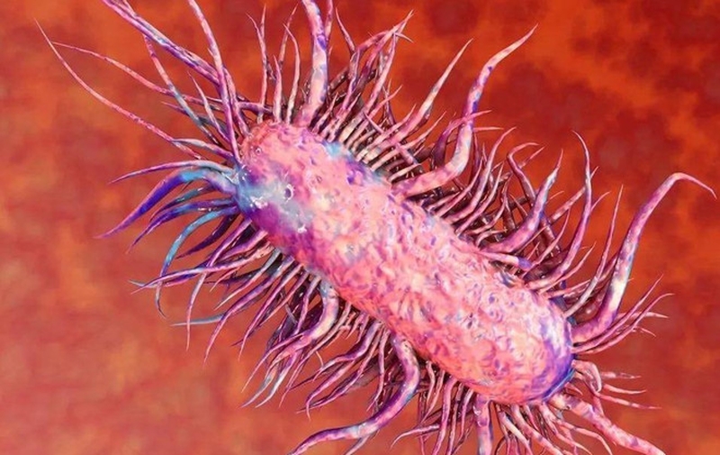 hiem-hoa-vi-khuan-an-thit-nguoi-o-viet-nam-1