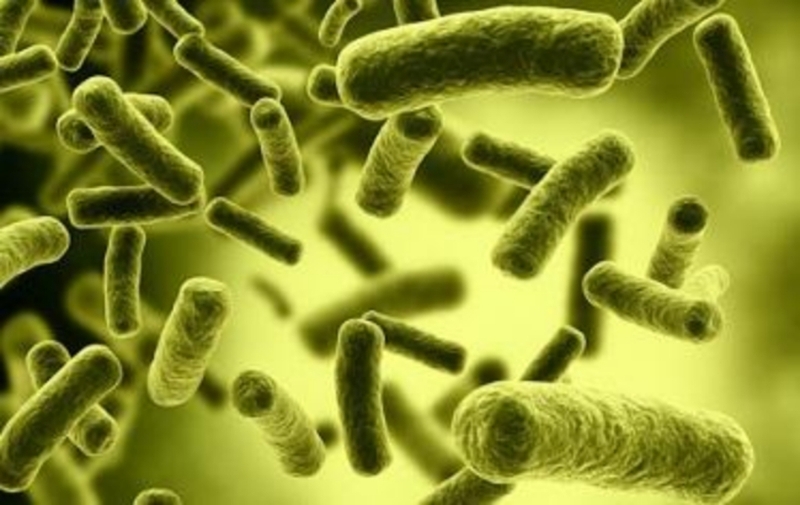 Vi khuẩn botulinum là gì? Nguồn gốc, triệu chứng và cách phòng ngừa 1