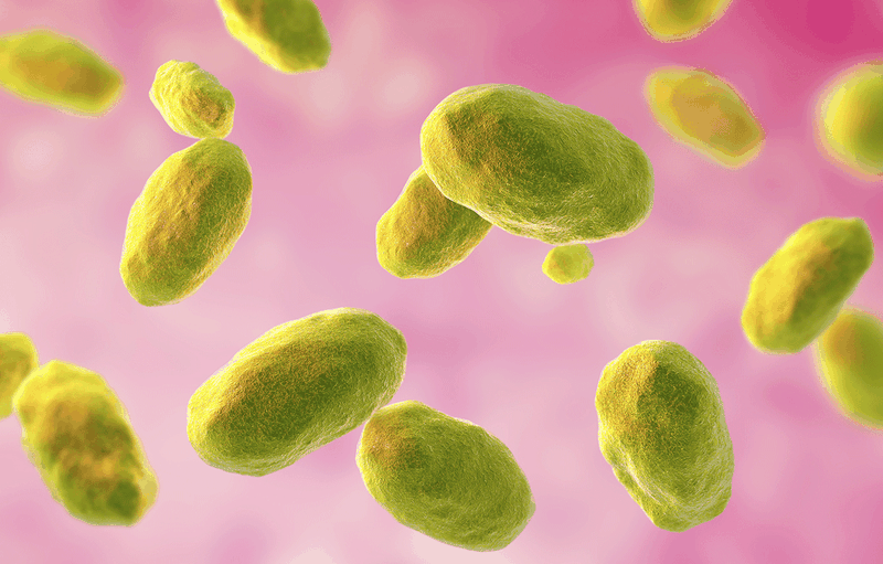 Vi khuẩn dịch hạch là gì? Khả năng lây bệnh và độ nguy hiểm 1