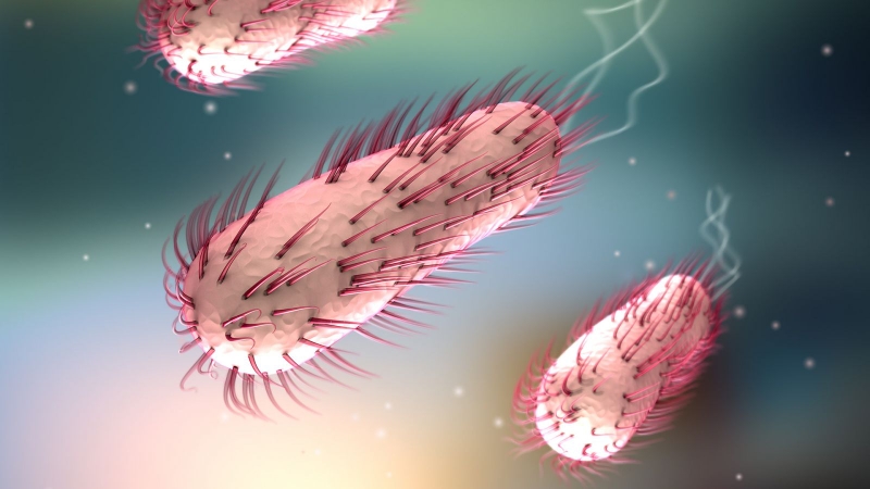 Vi khuẩn E.coli ở Việt Nam kháng thuốc kháng sinh do dùng thuốc bừa bãi 1